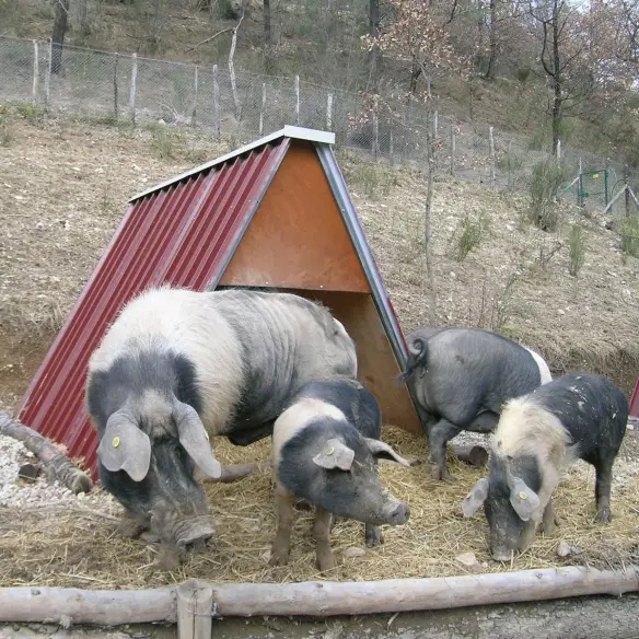 Abri en tôle type étable avec cochons