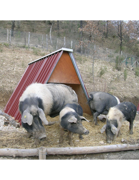 Abri en tôle type étable avec cochons