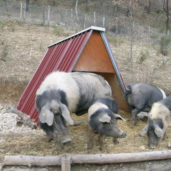 Abri pour Chevre, Mouton et Cochon en Tôle
